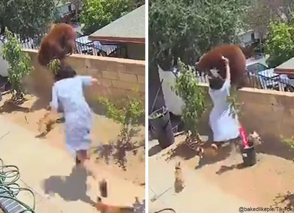 野生のクマを素手で追い払った17歳のヘイリーさん