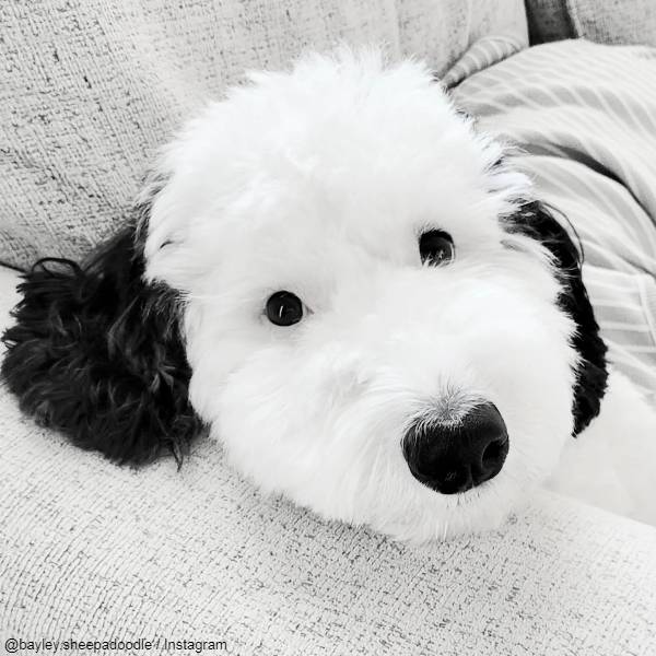 @bayley.sheepadoodle / Instagram